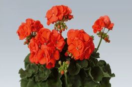 施用“春泉矮壮丰”防止小麦倒伏