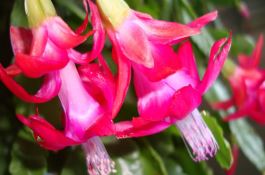 夏贮冬卖的嫩玉米