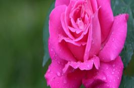 水稻病毒病症状