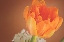 黄瓜套袋栽培技术要点