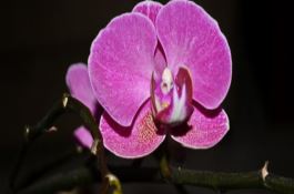 玉米田苗后除草剂施用有讲究