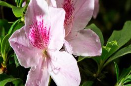 宁夏10个小麦新品系有望成抗旱节水高产新品种