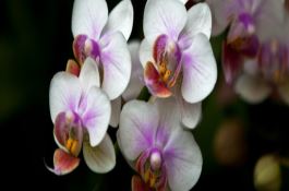 水稻免耕旱直播栽培节水技术