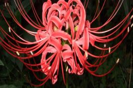 郑甜3号（玉米）