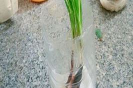 饮料瓶水培大葱的方法 饮料瓶水培大葱的方法