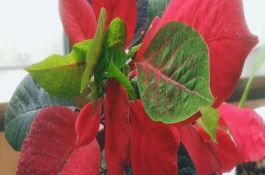 花生种植必须喷施调节剂
