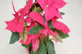 早熟秋白菜高产栽培技术