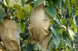 麦茬复播油葵栽培技术