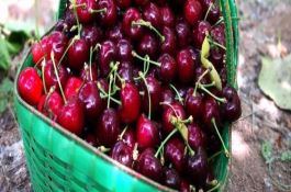 玉米灰斑病的防治