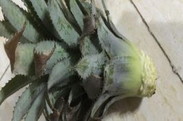 小麦也能利用杂种优势提高单产