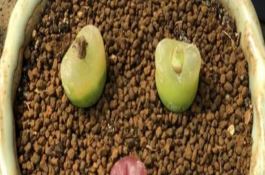 小麦叶子发黄怎么办