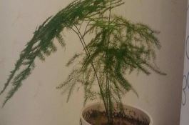 文竹的嫩芽怎么干瘪了 文竹的嫩芽怎么干瘪了