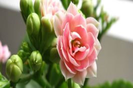 小麦浓香型酒大曲制作技术