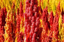 花生茎腐病原因及防治