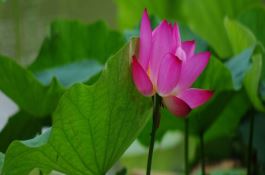 家里养荷花有忌讳吗 家里养荷花有忌讳吗