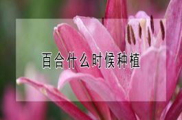 彩色甘薯品种介绍