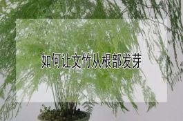 如何让文竹从根部发芽（详解）