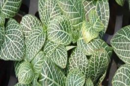 水稻新品种绿黄占和锦超丝苗