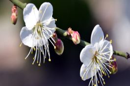 虫害　大白菜菜蚜