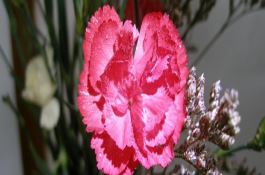 花生种植5个必须