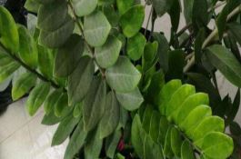 蔬菜种植（优质食荚菜用豌豆甜脆７６１）
