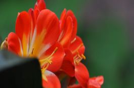 以色列番茄新品种FA－1422