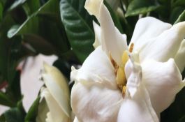 玉米茶加工技术