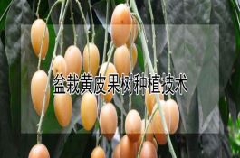 盆栽黄皮果树种植技术 盆栽黄皮果树种植技术