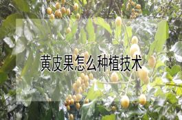 花生病虫害综合防治
