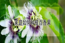 家庭如何种植百香果 家庭如何种植百香果