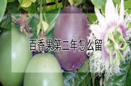 邓麦（996小麦品种）