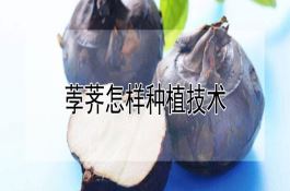 荸荠怎样种植技术