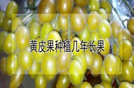 马铃薯糯玉米大白菜高产种植模式