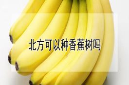 花生后期病虫的发生及防治
