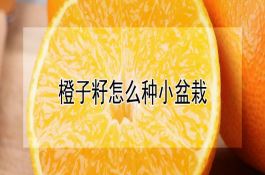 橙子籽怎么种小盆栽（详解）