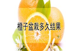 橙子盆栽多久结果 橙子盆栽多久结果