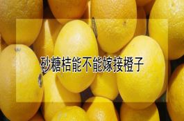 砂糖桔能不能嫁接橙子 砂糖桔能不能嫁接橙子