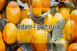 鲜食玉米品种有哪些