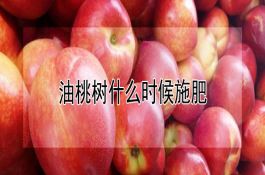 H―50（玉米）