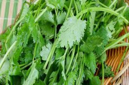 玉米新品种-高优1号