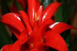 水稻施肥莫忽视硅和锌