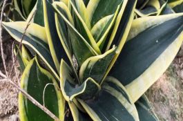 甘薯精白淀粉的加工