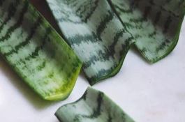 茄果类蔬菜种子处理技法