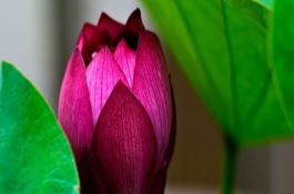 鲜食糯玉米适采期与保鲜技术研究