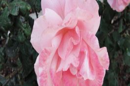 直播稻除草剂--二氯喹啉酸药害防控措施