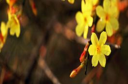 如何除治麦田恶性的杂草