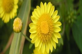 菊花有什么颜色 菊花有什么颜色