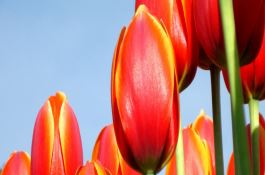 玉米品种郑单958