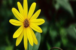 菊花的种类 菊花的种类