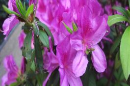 稻田除草剂产生药害的原因